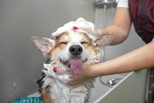 Dog wash Dog wash